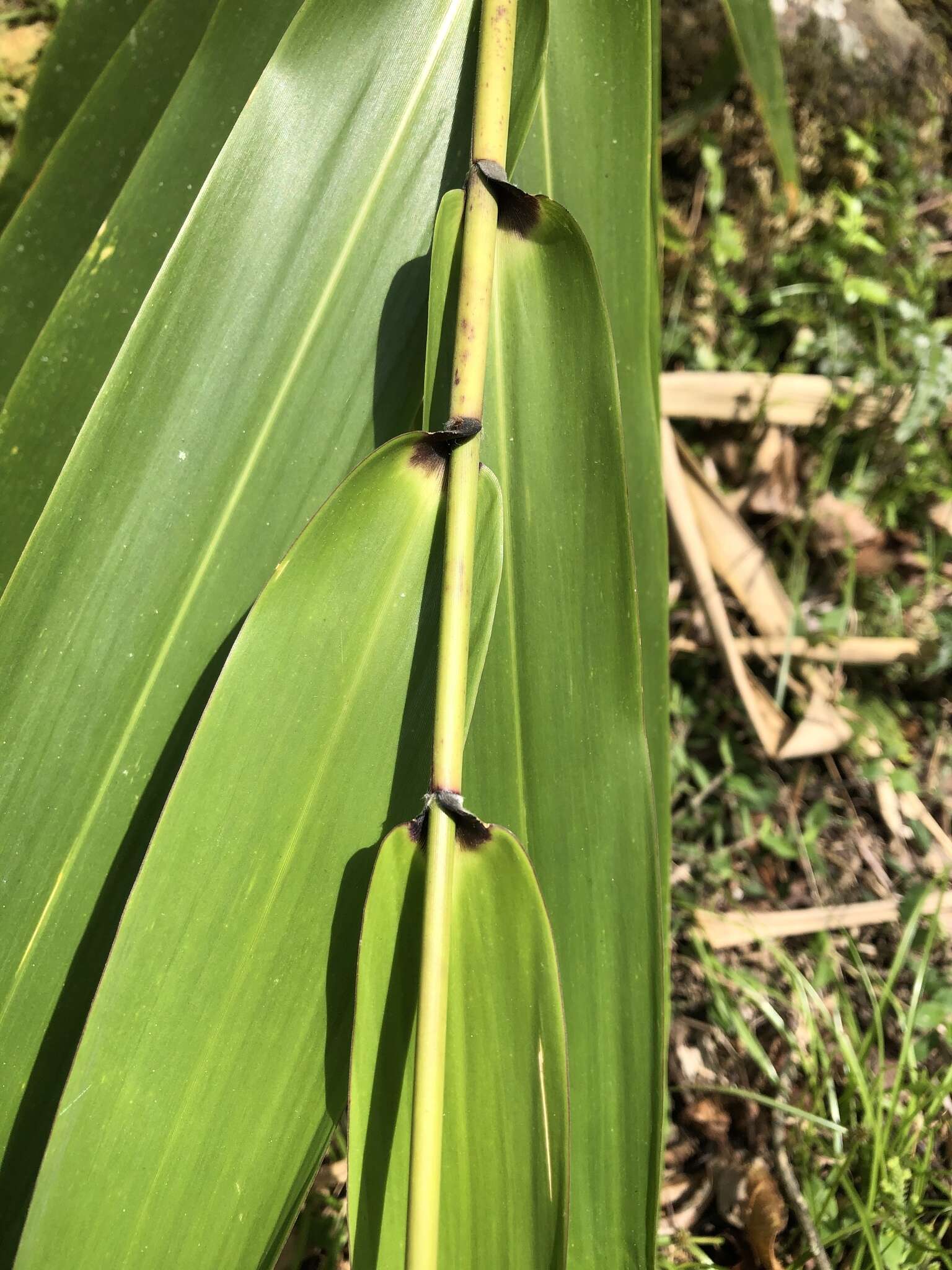 Plancia ëd Thysanolaena latifolia (Roxb. ex Hornem.) Honda