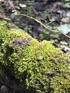 Image of isopterygium moss