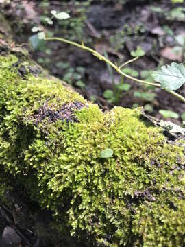 Image of isopterygium moss