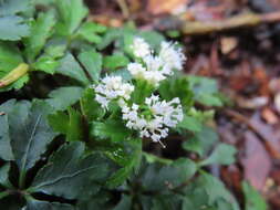 Image of Sanicula petagnioides Hayata