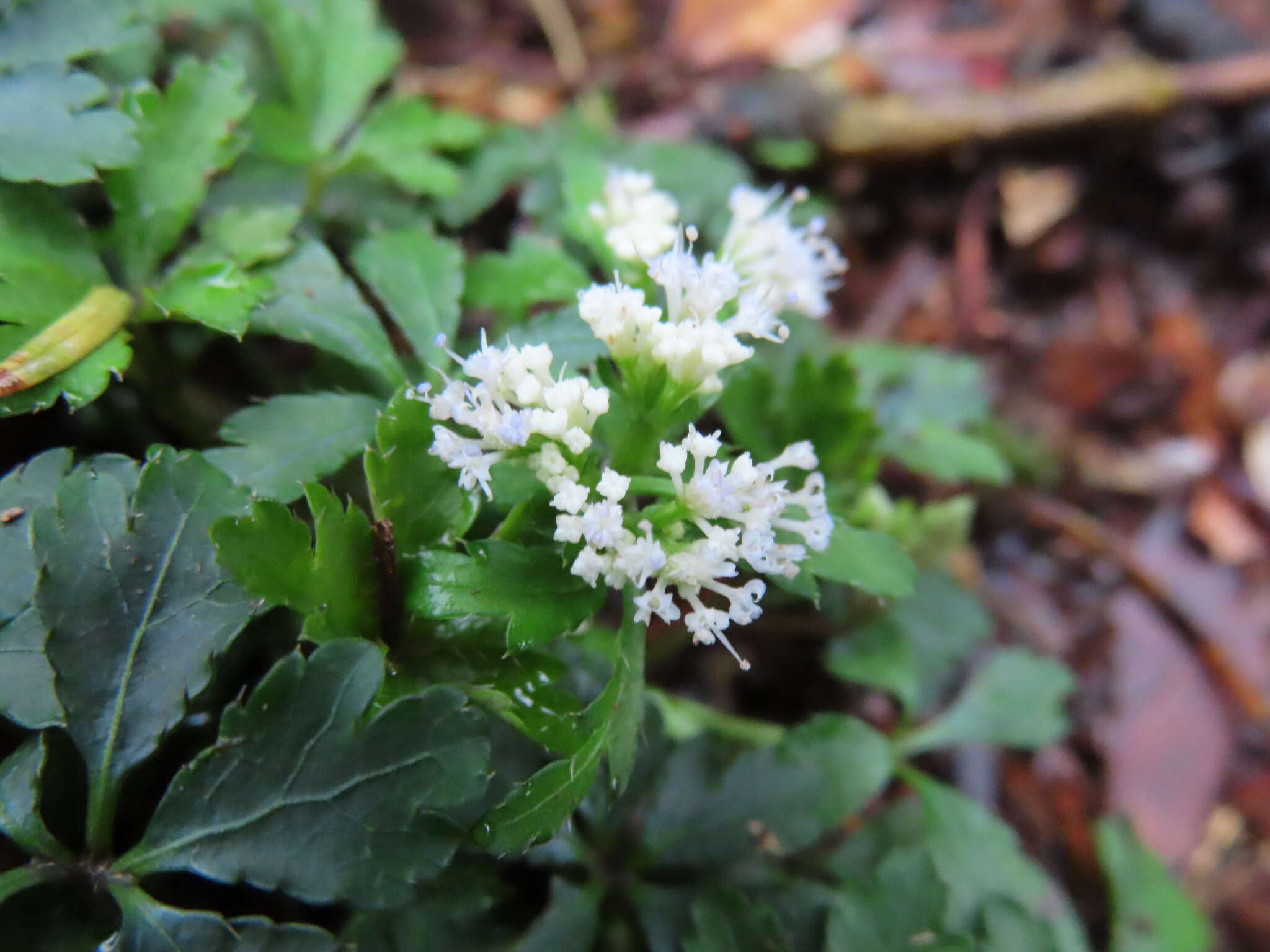 Imagem de Sanicula petagnioides Hayata