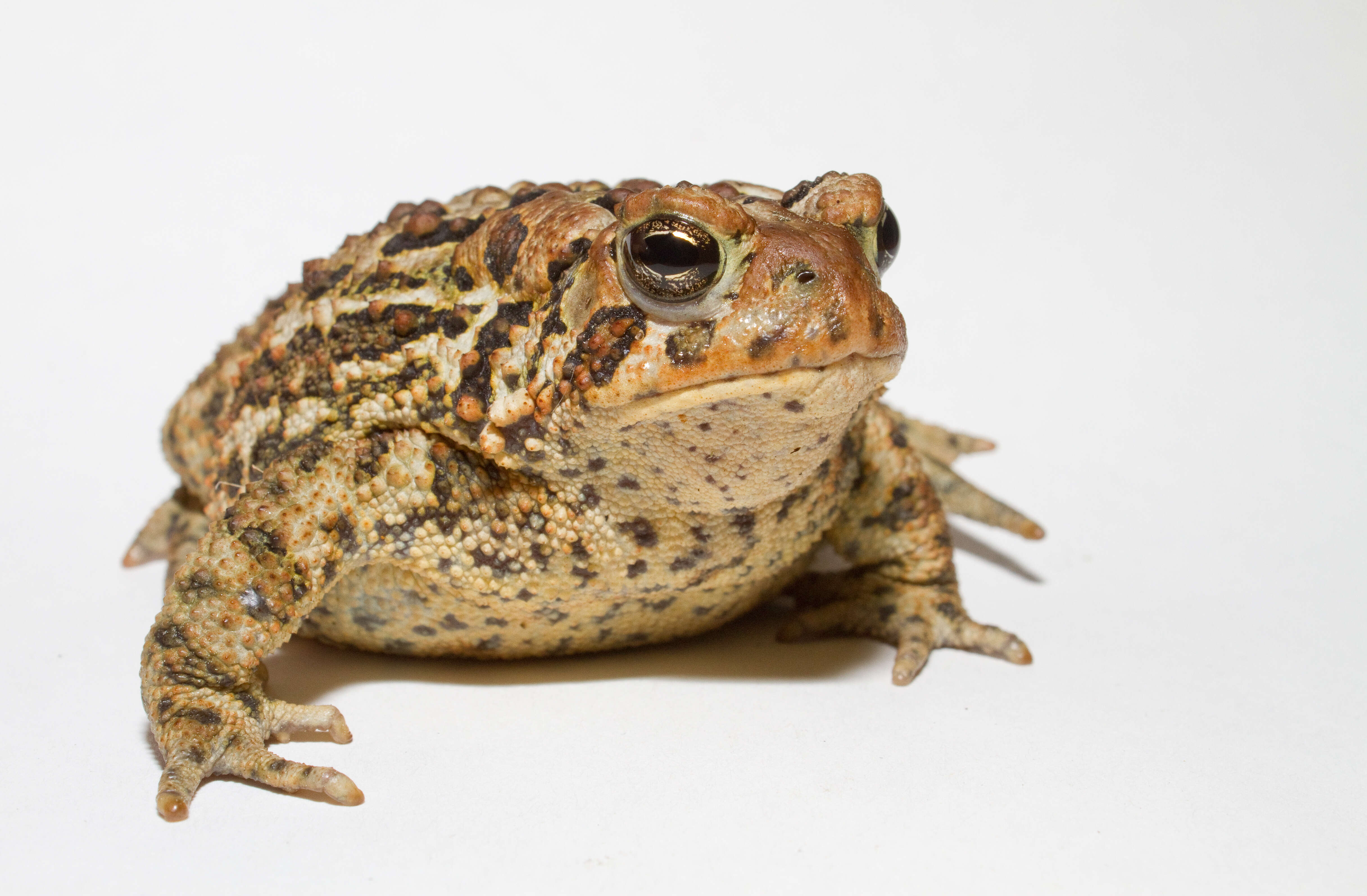 Image of American Toad