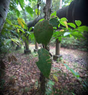 Image of Hoya latifolia G. Don