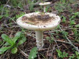 Image of gemmed Amanita