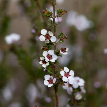 Image of Rinzia orientalis Rye