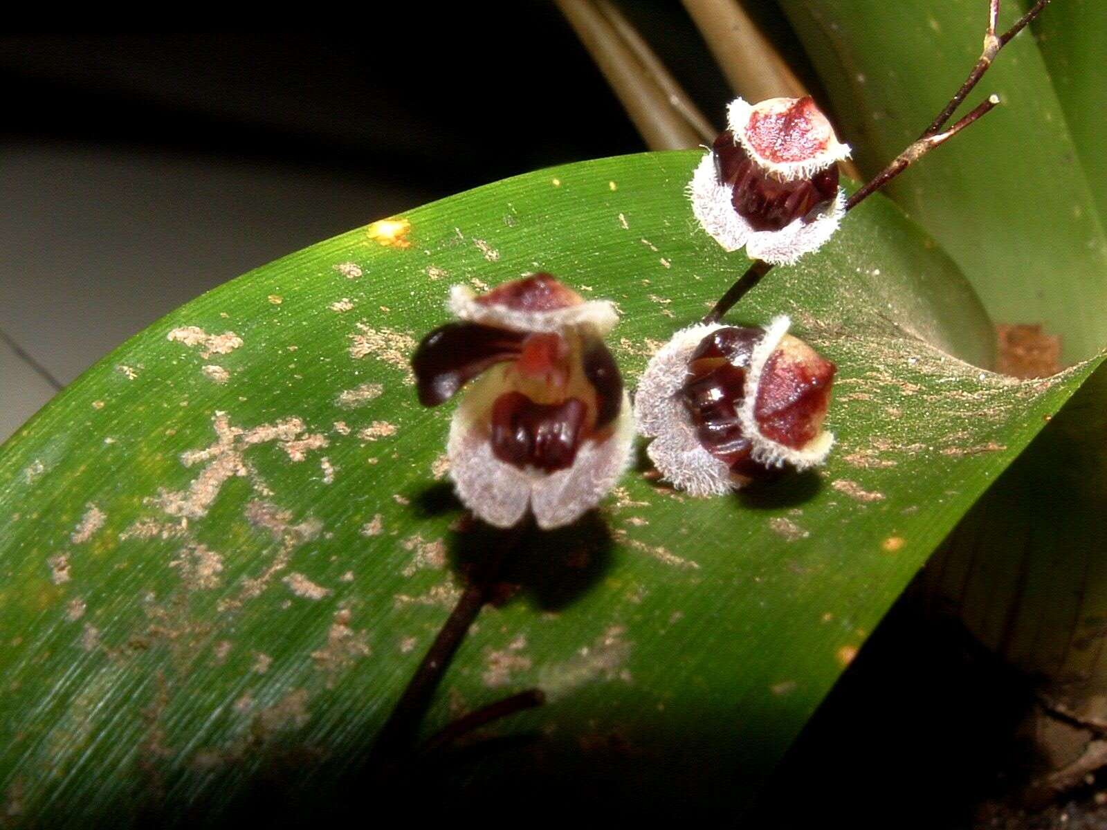 Image de Stelis convallaria (Schltr.) Pridgeon & M. W. Chase