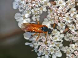 Image of rose sawfly
