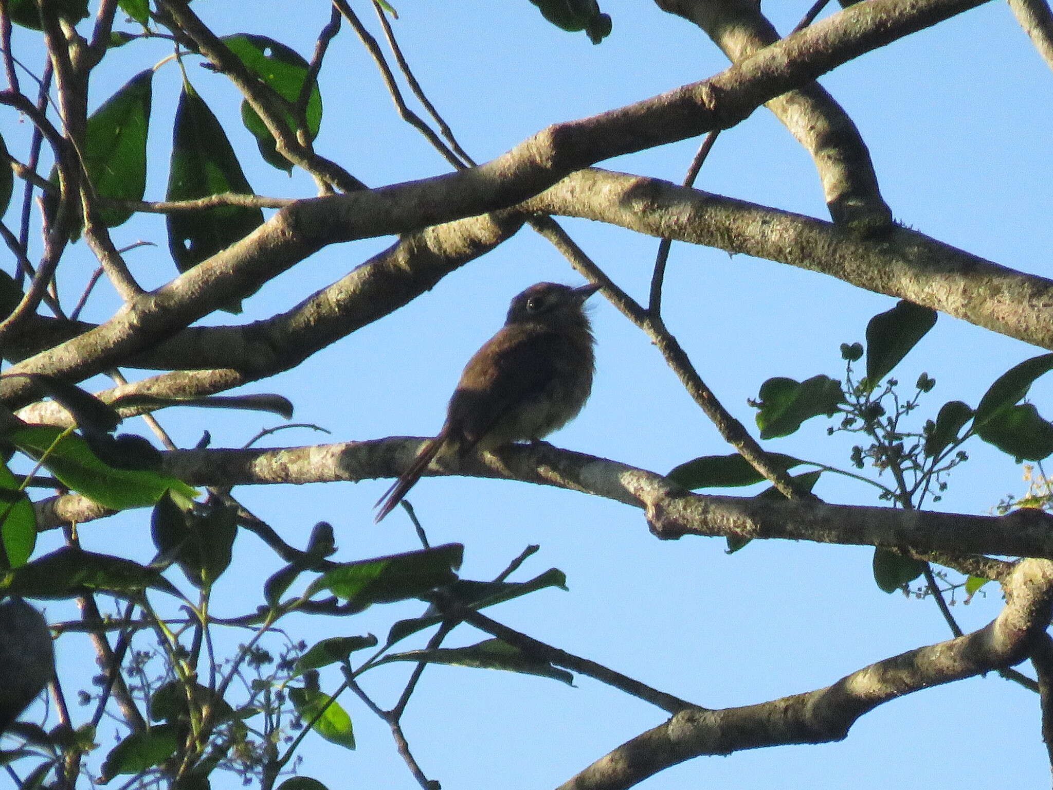 Image of Rusty-breasted Nunlet