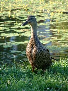 Image of Common Mallard