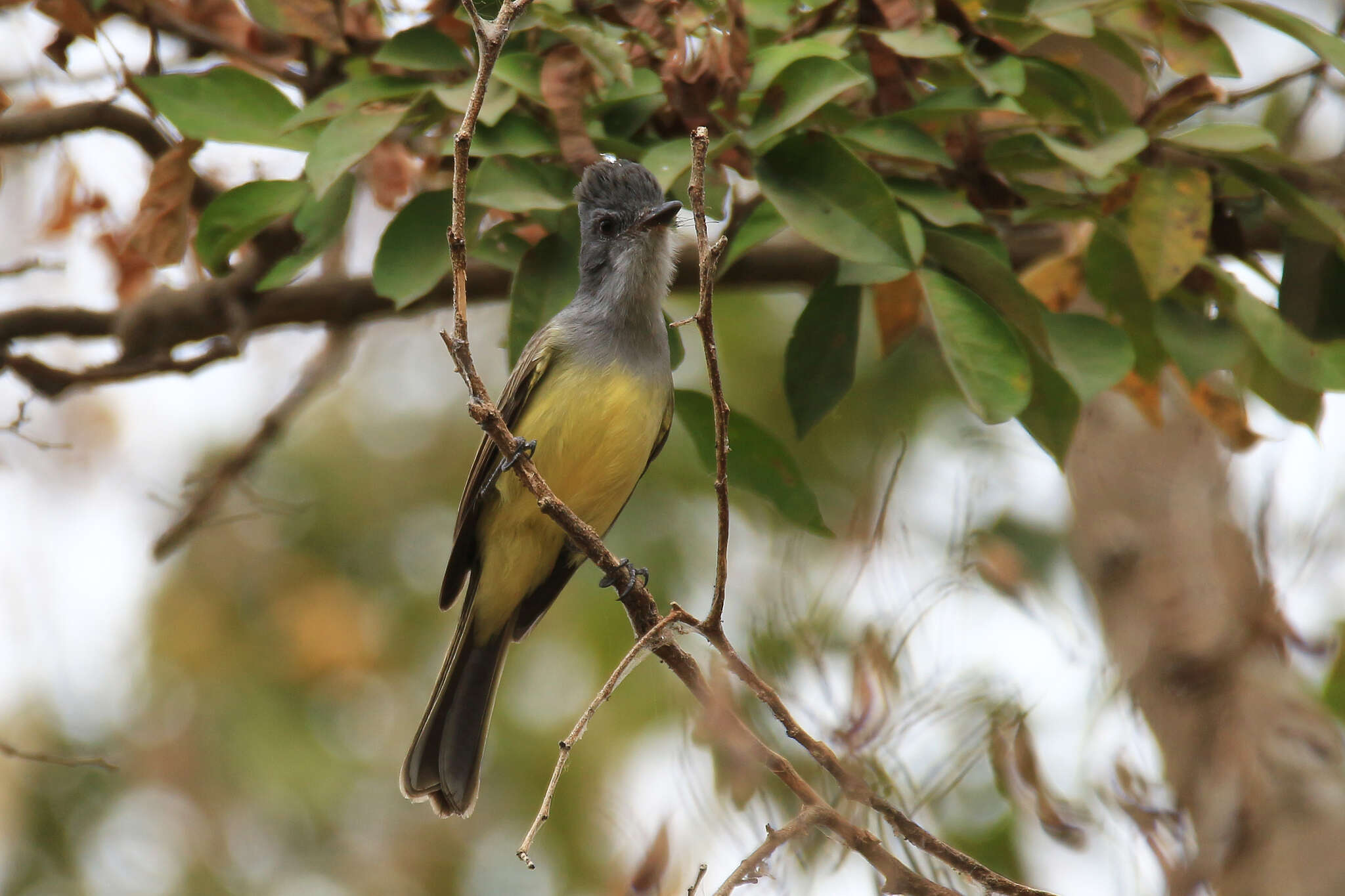 Imagem de Myiarchus phaeocephalus Sclater & PL 1860