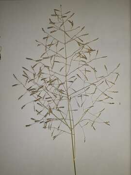 Image de Eragrostis curvula (Schrad.) Nees