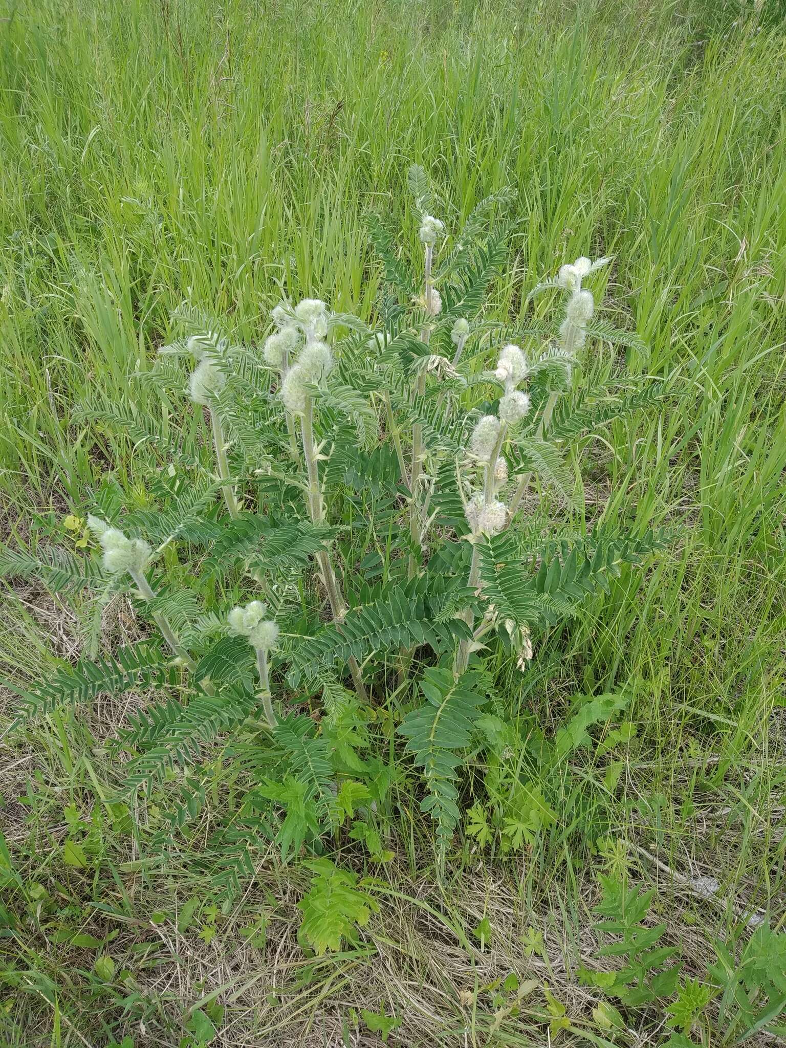 Imagem de Astragalus alopecurus Pall. ex DC.