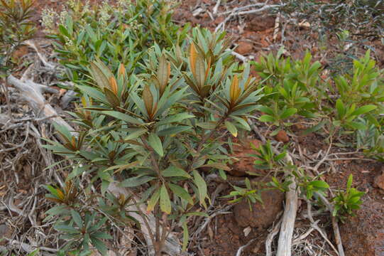 Image of Acridocarpus austrocaledonicus Baill.