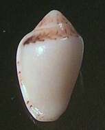 Image of Marginella minuscula W. H. Turton 1932