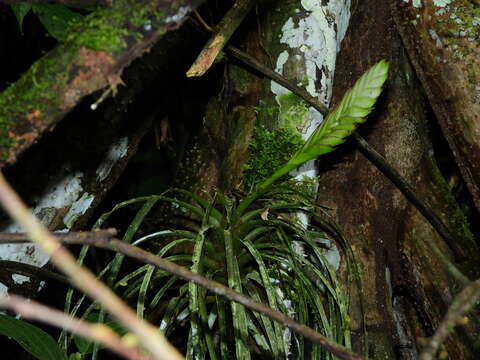 Слика од Wallisia anceps (G. Lodd.) Barfuss & W. Till