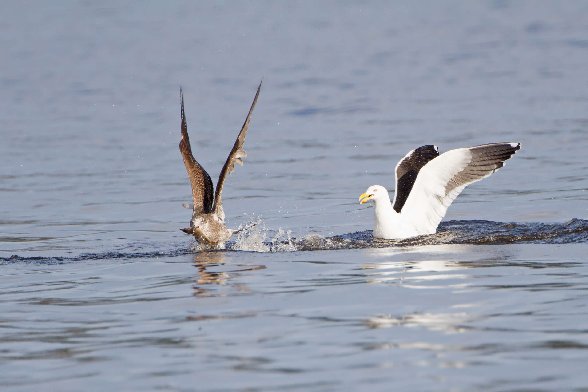 Image of Kelp Gull