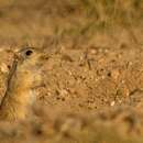 Image of Indian Desert Gerbil