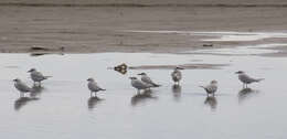 Image of Snowy-crowned Tern