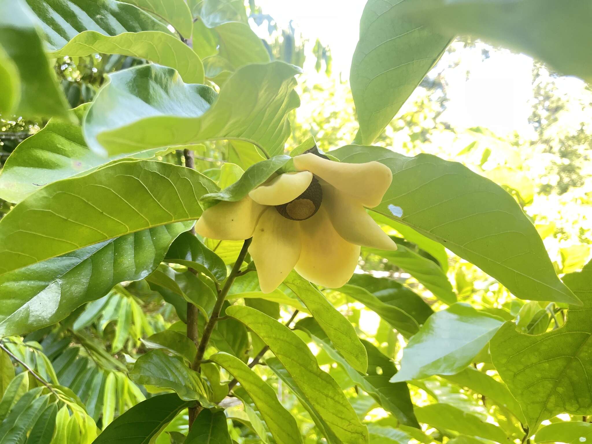 Uvaria grandiflora var. flava (Teijsm. & Binn. ex Miq.) Scheff. resmi