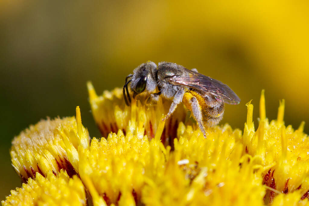 صورة Halictus concinnus Brullé 1840