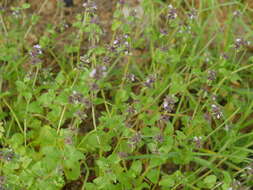 Image of field woundwort