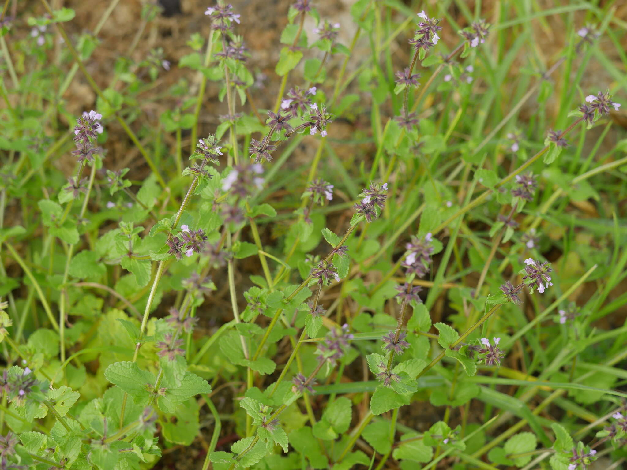 Imagem de Stachys arvensis (L.) L.