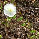 Image de Calystegia macrostegia subsp. macrostegia