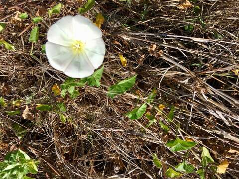 Image de Calystegia macrostegia subsp. macrostegia