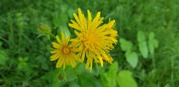 Image of Pyrenean Hawksbeard