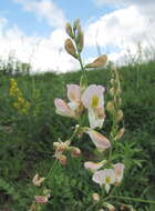 Image of Onobrychis majorovii Grossh.