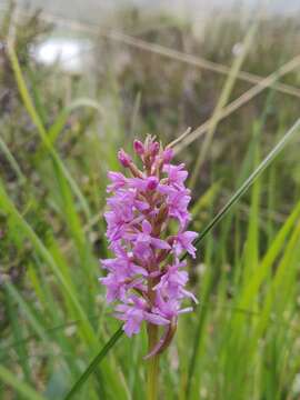 Gymnadenia borealis (Druce) R. M. Bateman, Pridgeon & M. W. Chase的圖片