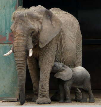 Image of African bush elephant