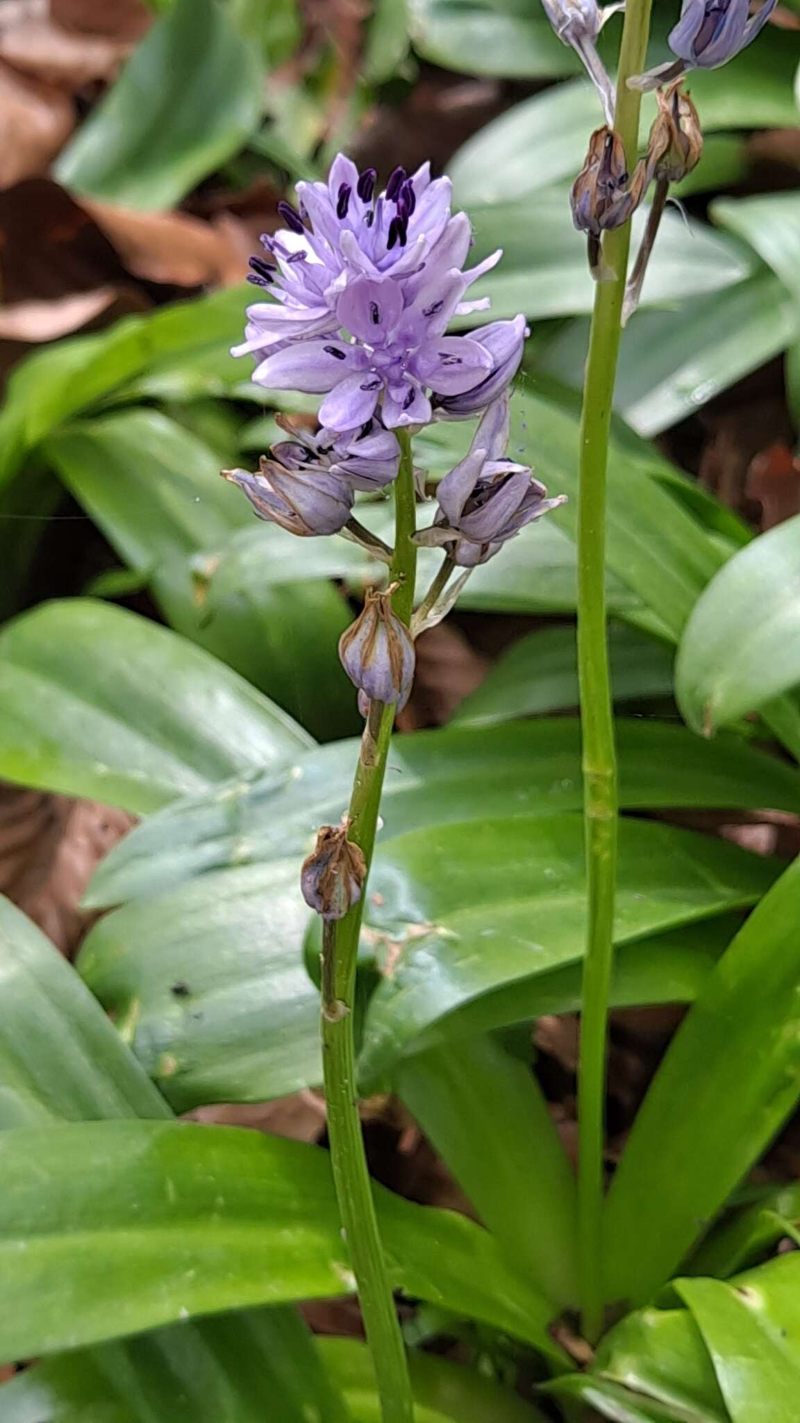 Image of Scilla lilio-hyacinthus L.