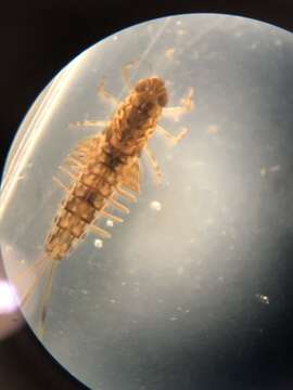 Siphlonuridae resmi