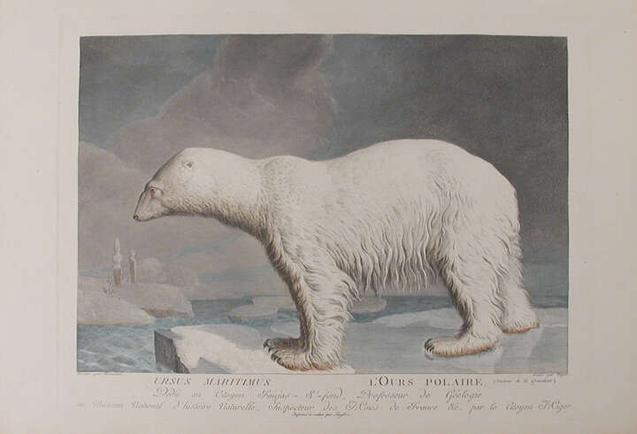 Image of polar bear