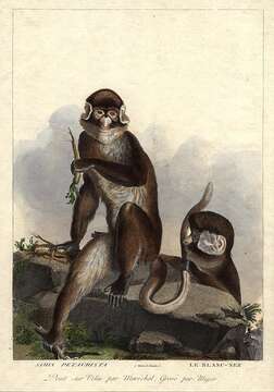 Image of Lesser Spot-nosed Guenon