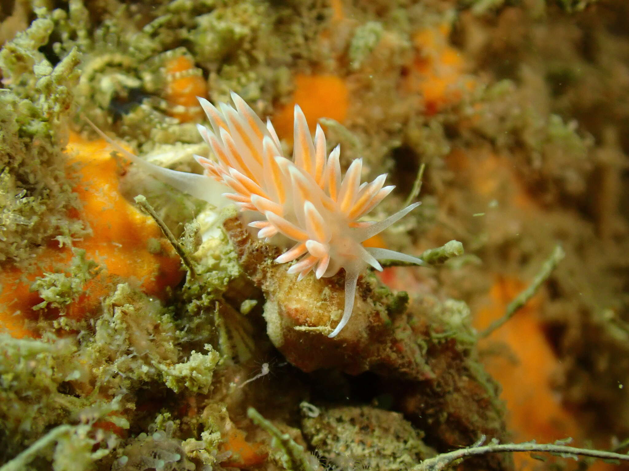 Image of Sakuraeolis sakuracea Hirano 1999