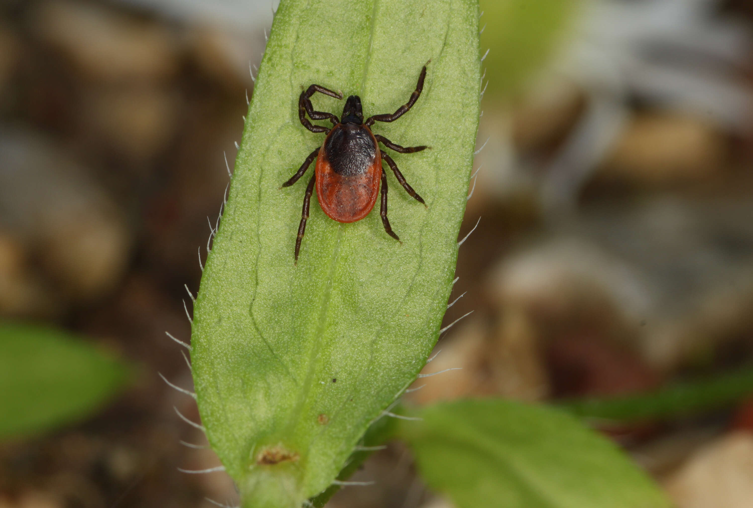 Image of Ixodes ricinus (Linnaeus 1758)