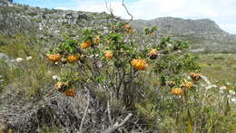 Image of Mountain dahlia