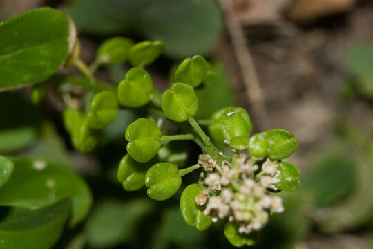 Image of <i>Lepidium bidentatum</i> var. <i>o-waihiense</i> (Cham. & Schltdl.) Fosberg