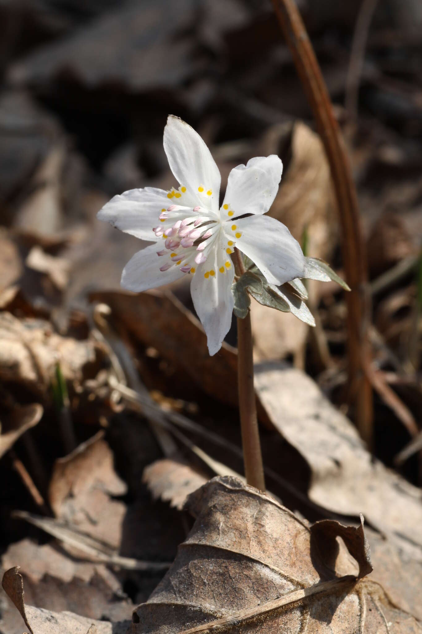 Image of Eranthis stellata Maxim.