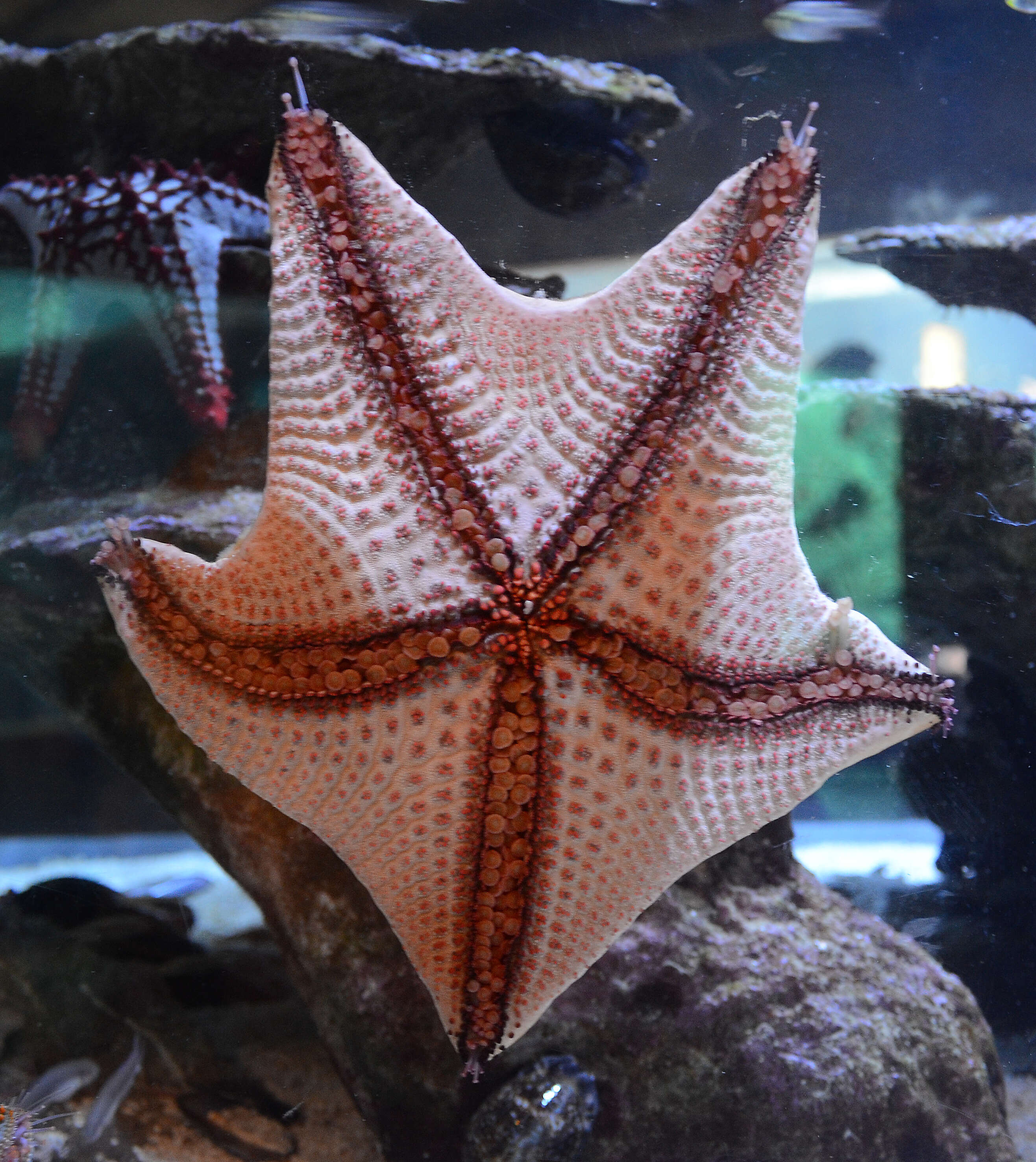 Image of African red knob sea star