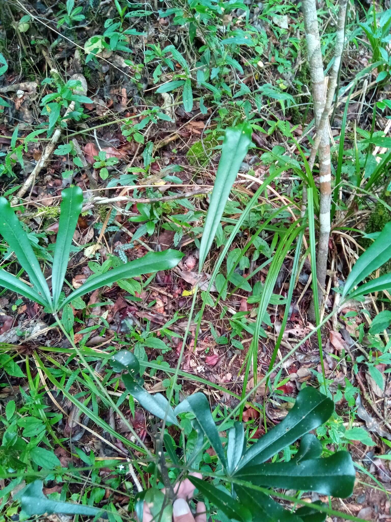 Plancia ëd <i>Neocussonia longipedicellata</i>