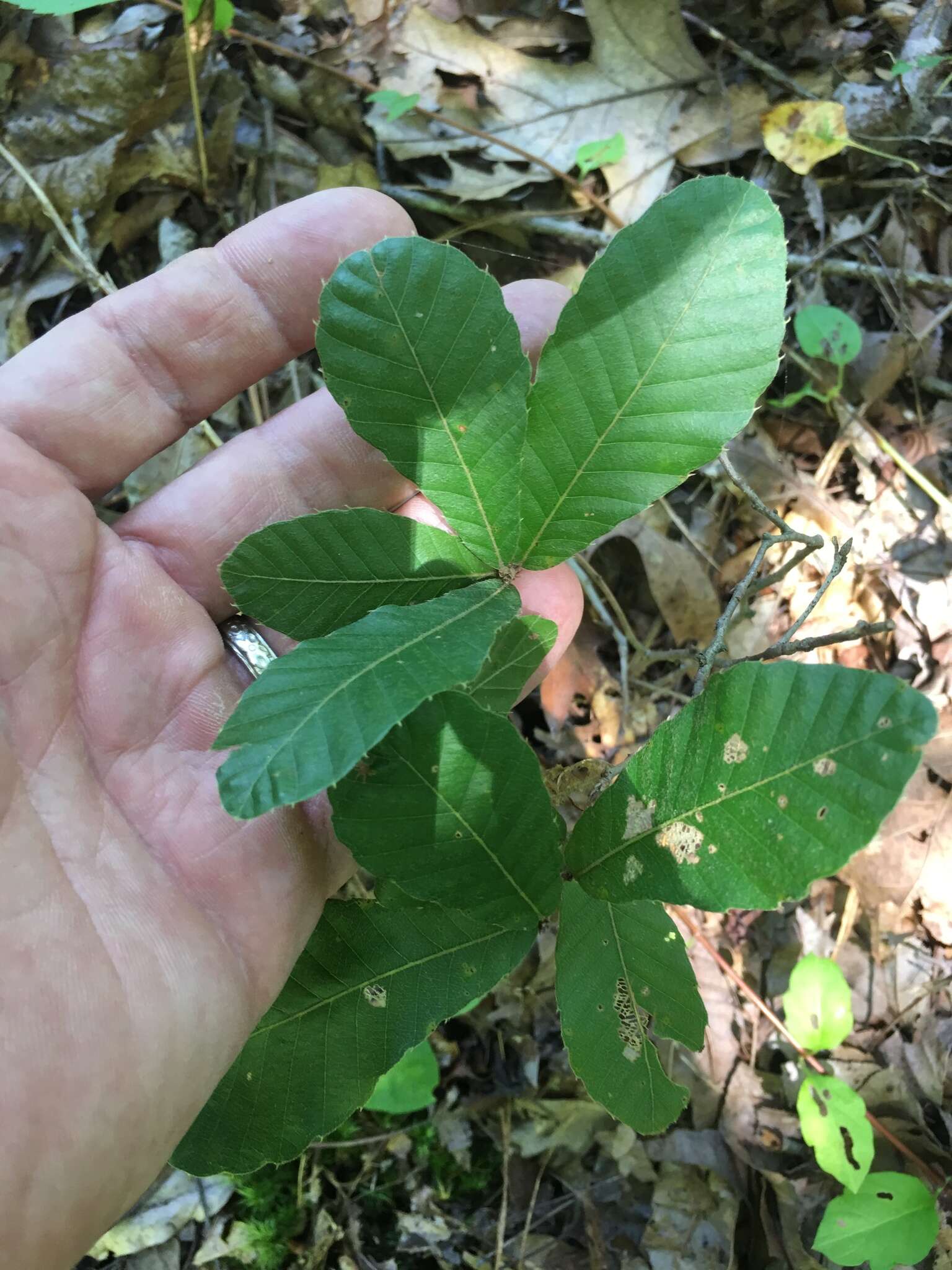 Image de Quercus acutissima Carruth.