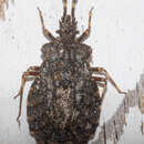 Image of Aradus (Aradus) quadrilineatus Say 1825