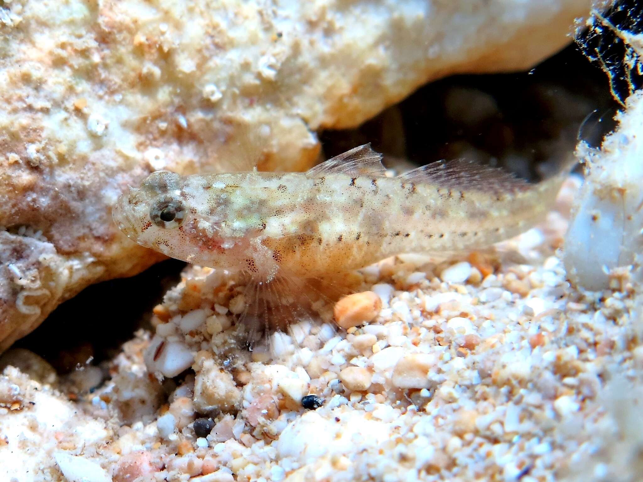 Image of Large-headed goby