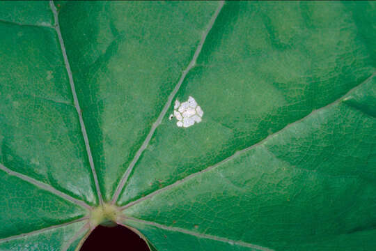 Image of Morning-glory Prominent