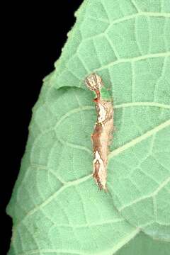 Image of Morning-glory Prominent