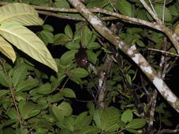 Image of Admiralty Flying Fox