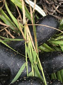 Image of Zoysia macrantha Desv.